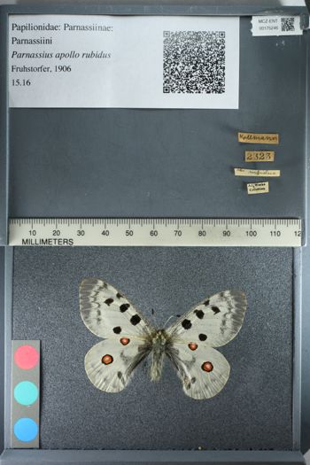 Media type: image;   Entomology 175246